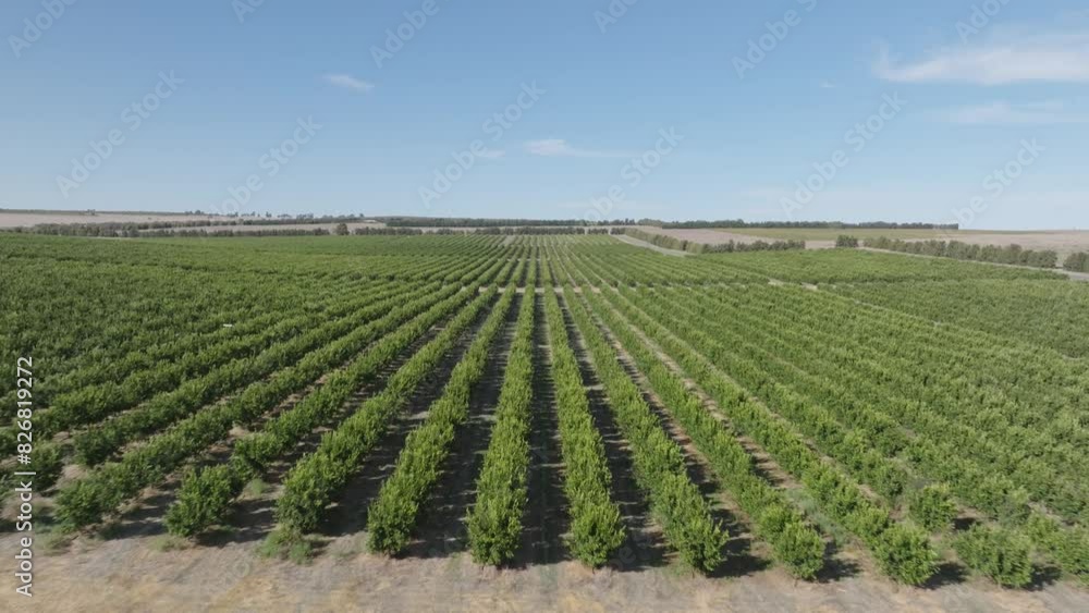 Drone Flying Fruit Orchard Orange Trees Harvest Crop Farming Agriculture Western Australia Drone Flying Fruit Orchard Orange Trees Harvest Crop Farming Agriculture Western Australia