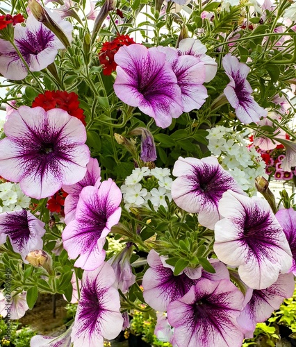 Common purple and white Garden Petunia in a residential garden