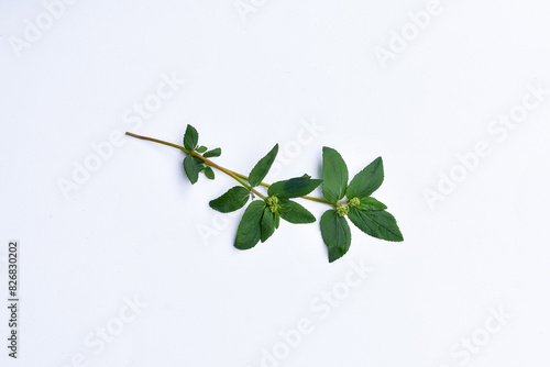 The leaves of patikan kebo (Euphorbia hirta L, Garden spurge, Asma weed, Snake weed, Milkweeds) isolated in white are a wild plant that can be used as herbal medicine. photo