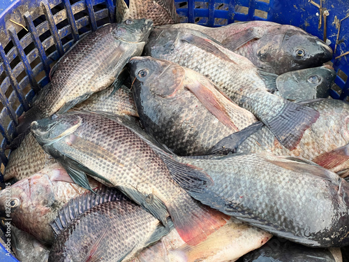 Canvas Print tilapia fish in the market