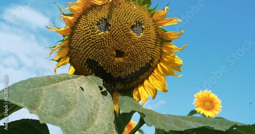 Scary sunflower muzzle with smile, tilt shot photo