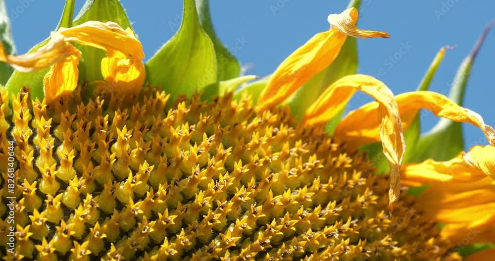 Sunflower seeds. Fibonacci golden ratio in nature and sunflower seeds ...