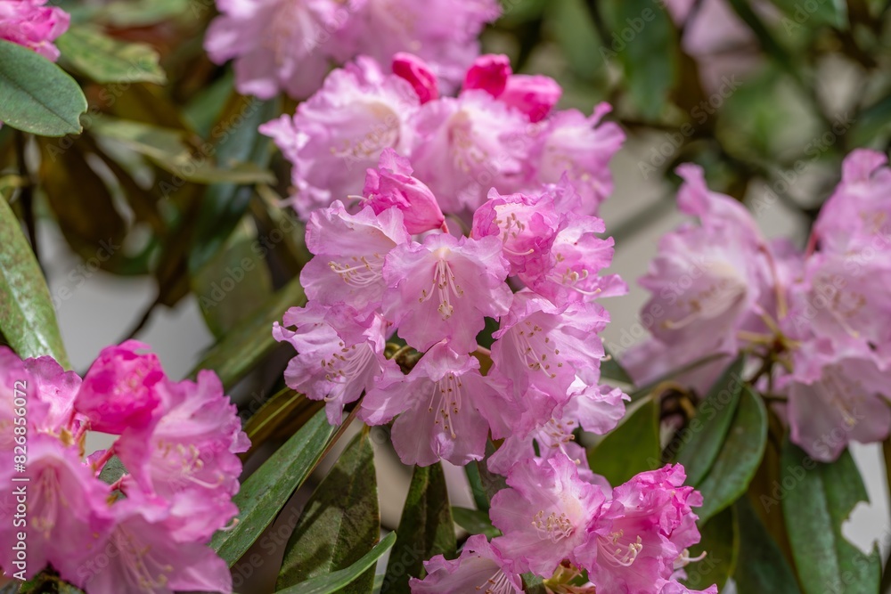 ひっそりと咲く満開の濃いピンクのシャクナゲの花