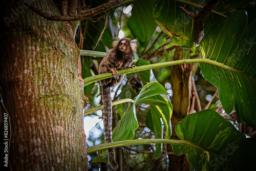 A White-Tufted Marmoset (Callithrix jacchus) perched on a Slender Green Branch of a Tropical Tree in Rio de Janeiro, Brazil