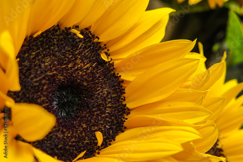 Sunflower close-up