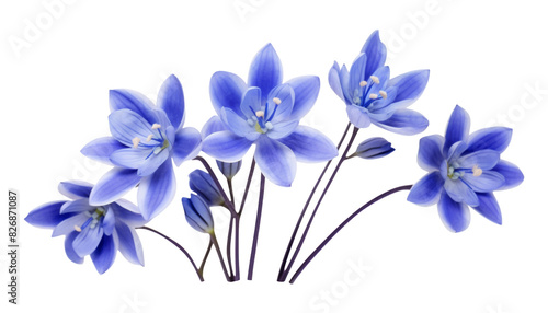 blue iris flowers isolated on transparent background cutout