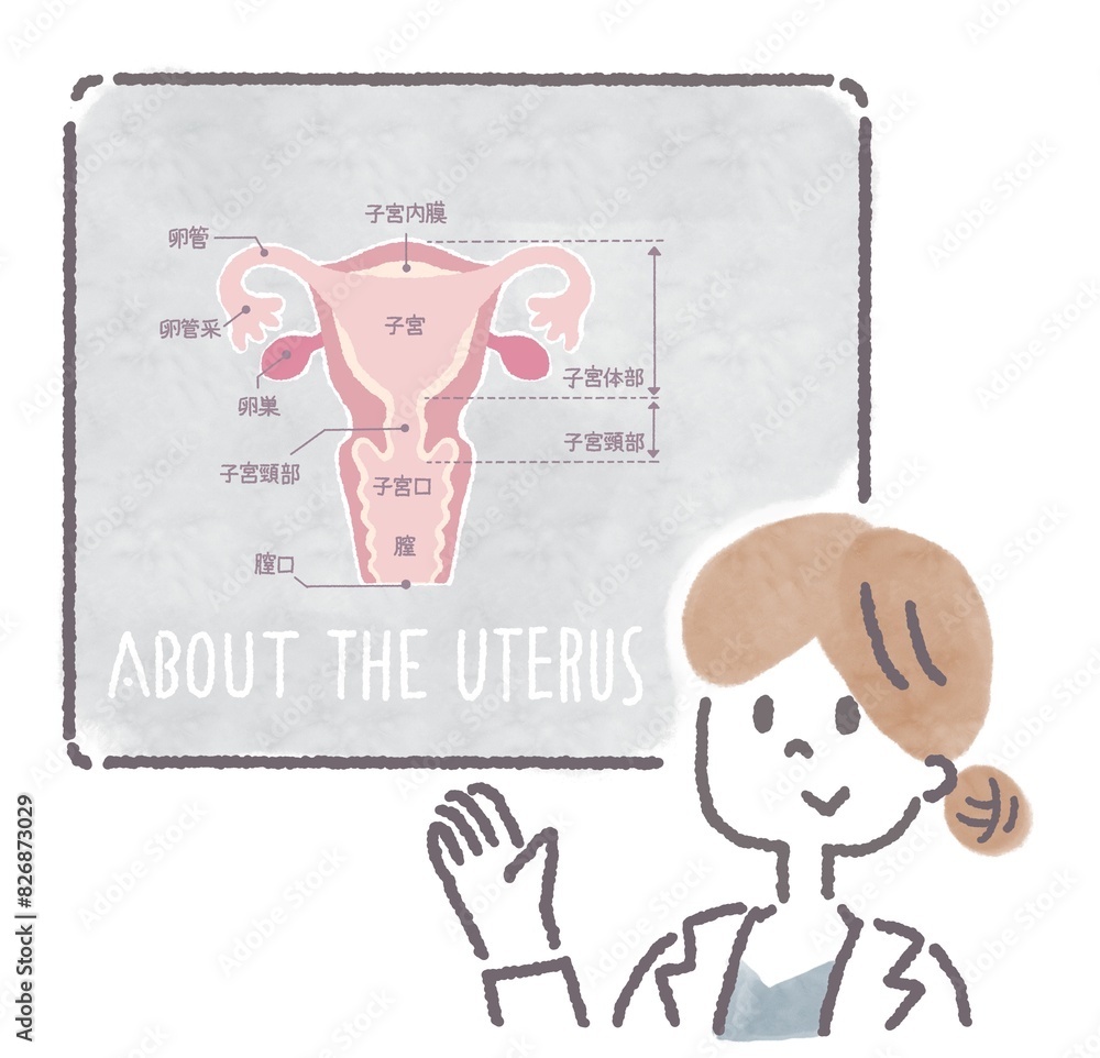 子宮の構造について説明する女医(文字入り) Stock Illustration | Adobe Stock