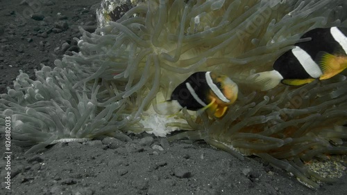 Striped fish hide among the tentacles of an anemone growing on a stone lying at the bottom of the sea. Orangefin Anemonefish (Amphiprion chrysopterus) 15 cm. ID: 2 bluish bars, anterior bar wider. photo