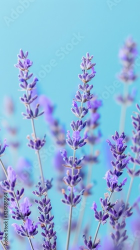 Purple lavender flower pattern seamless wallpaper background for greeting card © Montalumirock