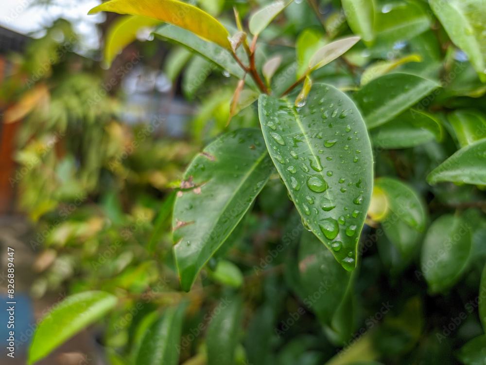 A vibrant green leaf, adorned with sparkling droplets of water, captures the essence of natural beauty. A vibrant green leaf, adorned with sparkling droplets of water, captures the essence of natural beauty.
