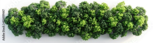 Aerial view of a dense row of diverse green trees in a natural forest setting  showcasing varying shades and textures of foliage.