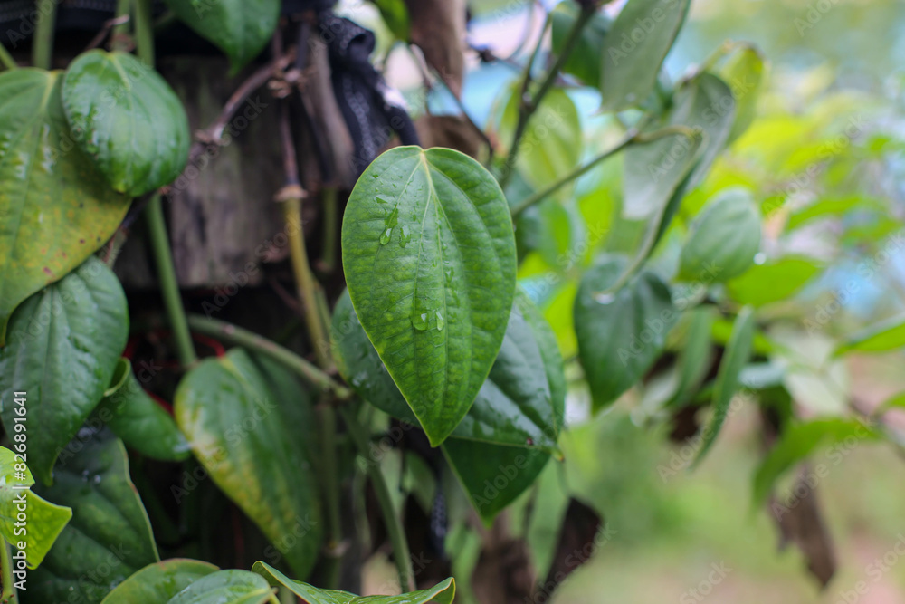 Green pepper leaves on pepper plant Green pepper leaves on pepper plant