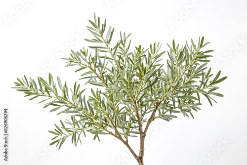 Olive Branch on White Background