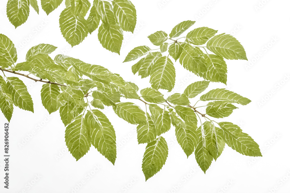 Green leaves against a white background