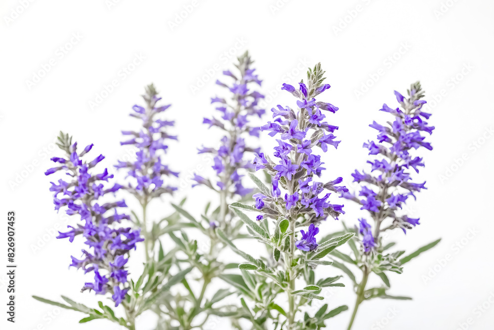 Fototapeta premium Close-up of purple wildflowers with white background