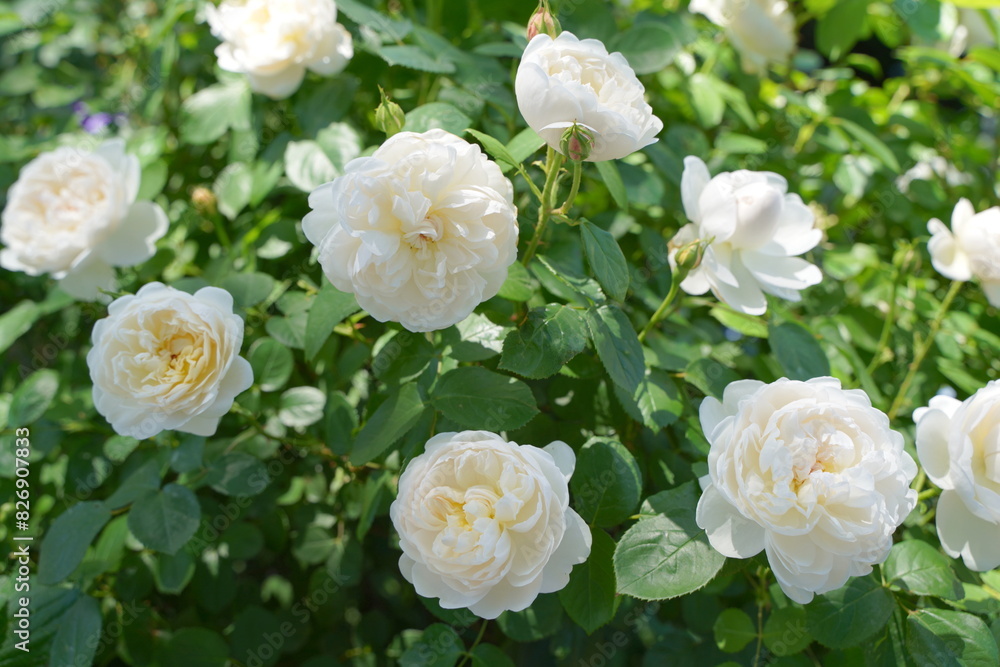 Obraz premium 日本の横浜の港の見える丘公園のバラの花など