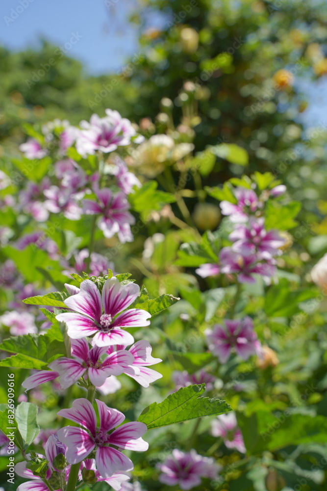 Obraz premium 日本の横浜の港の見える丘公園のバラの花など