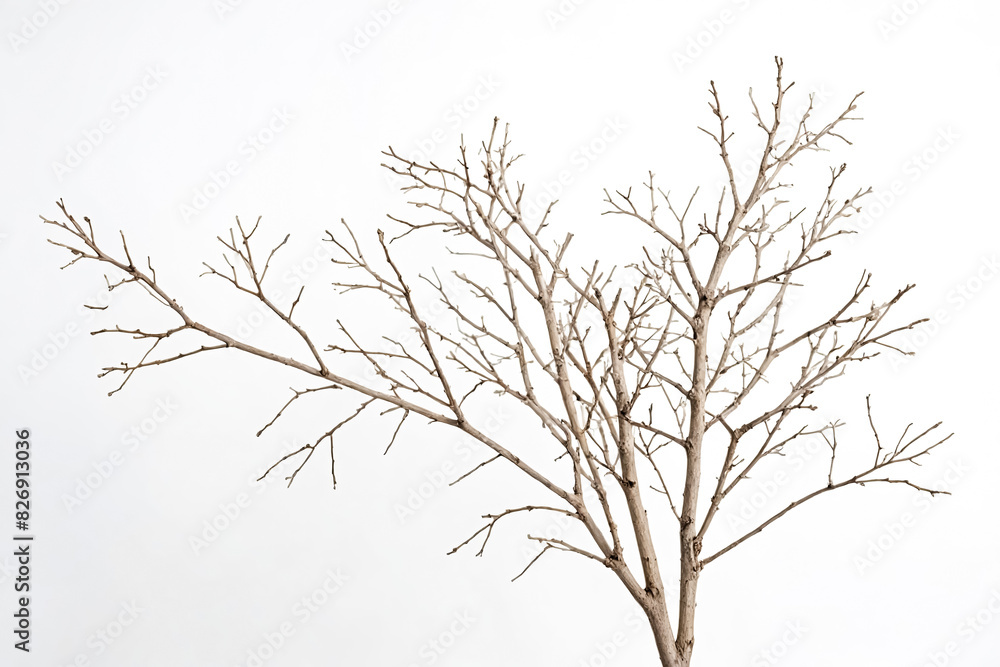 Bare Tree Branches Against White Background Bare Tree Branches Against White Background
