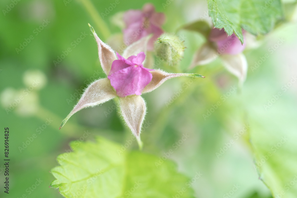 星形に萼が開いたナワシロイチゴ(Rubus parvifolius)の蕾/5月 星形に萼が開いたナワシロイチゴ(Rubus parvifolius)の蕾/5月