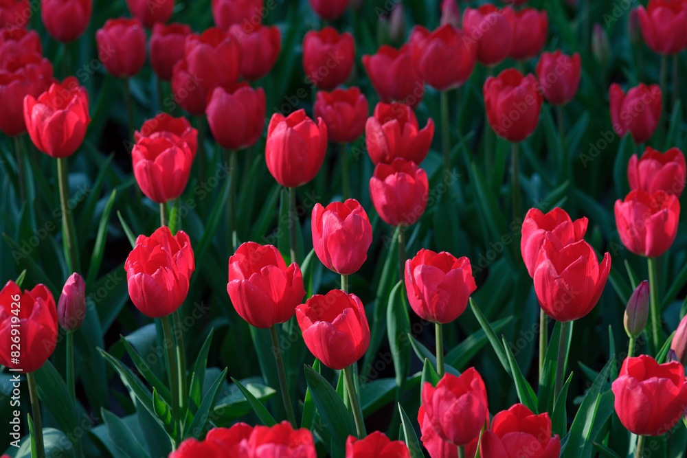 field of red tulips field of red tulips