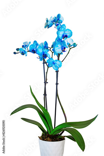 A blue watercolor orchid in a ceramic pot