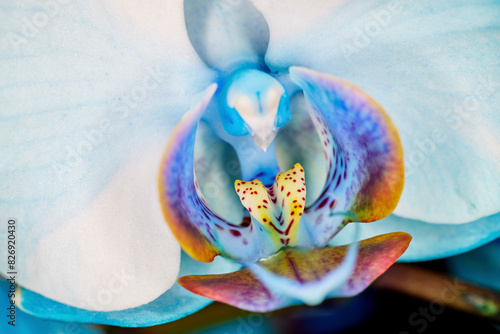 Close up of a Blue Watercolor Orchid
