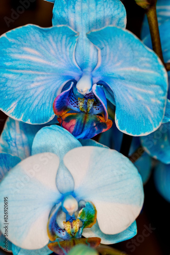 Close up of a Blue Watercolor Orchid