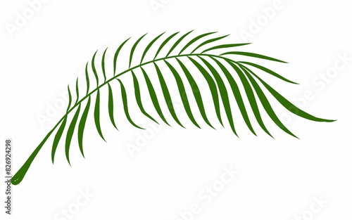 Summer palm leaves illustration