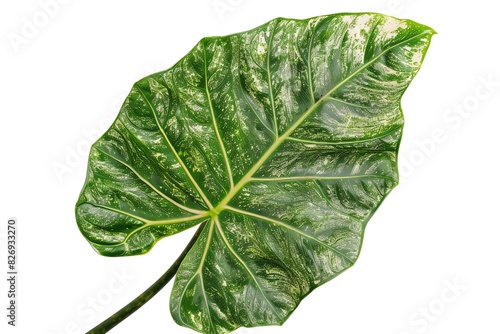 Alocasia isolated on white background. The Alocasia is a tropical plant that is native. It is a member of the family. photo