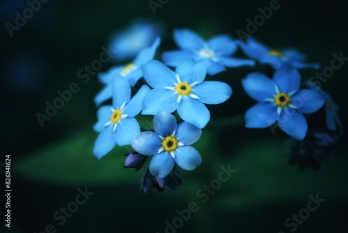 Beautiful blue forget-me-not flower in a macro in a field on a dark green background