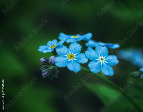 Beautiful blue forget-me-not flower in macro on dark green background