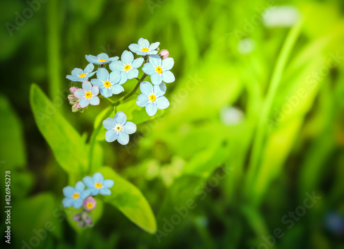 Beautiful blue forget-me-not flower in a field on a green background close-up