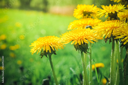 Yellow dandelion flowers in a meadow close-up
