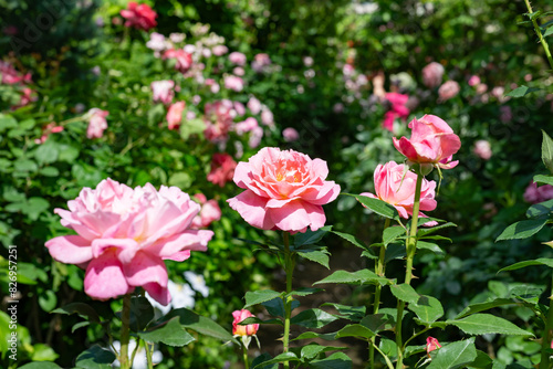 Wallpaper Mural 神奈川県横浜市　横浜イングリッシュガーデンのバラ Torontodigital.ca