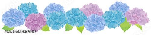 Hydrangea_illustration