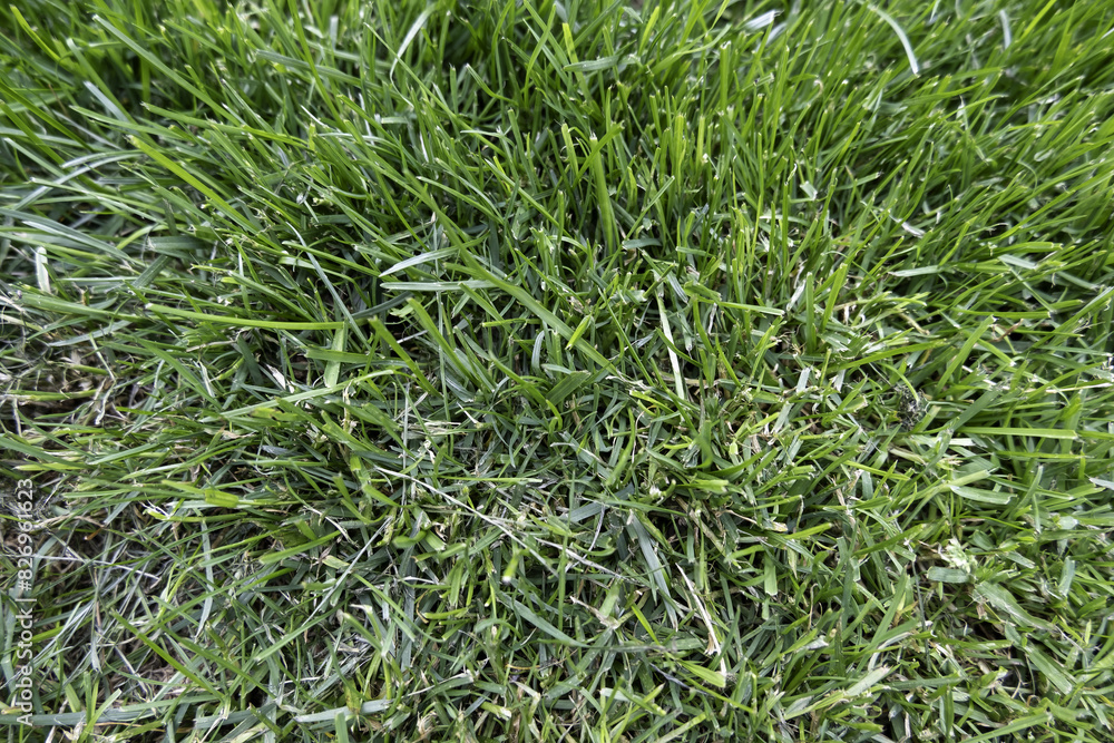Green hedge background Green hedge background