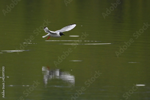 A Bonaparte's Gull (Chroicocephalus philadelphia) hovers over an Alaska lake in search of fresh fish. photo