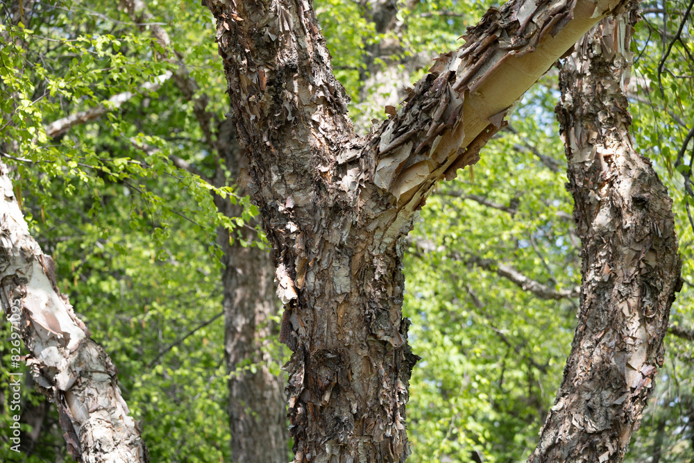 Close up texture view of beautiful brown and tan colored torn bark on a showy river birch tree (betula nigra) Close up texture view of beautiful brown and tan colored torn bark on a showy river birch tree (betula nigra)
