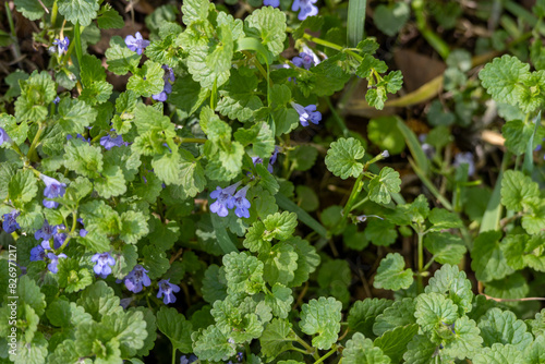 Принти на полотні Close up texture background of invasive Creeping Charlie (glechoma hederacea) pe