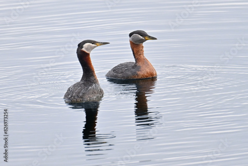 A pair of Red-necked Grebes (Podiceps grisegena) on an Alaska lake. photo