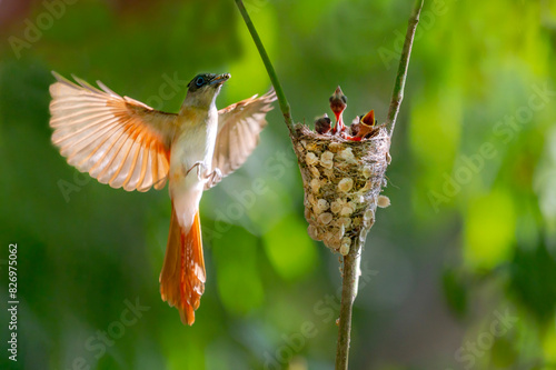 The Indian paradise flycatcher with juveniles in the nest, The Indian paradise flycatcher is a medium-sized passerine bird native to Asia, where it is widely distributed photo