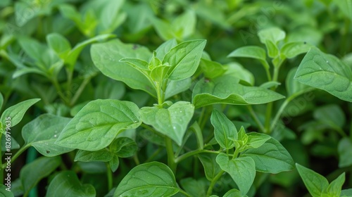 Wallpaper Mural Edible Mirabilis expansa leaves and roots are commonly utilized in salads chili condiments and folk medicine Torontodigital.ca