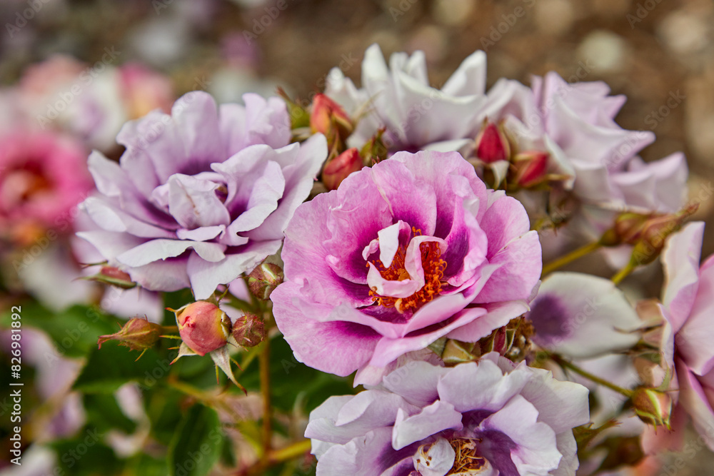 Unique flowers in pastel colors growing in a beautiful spring garden Unique flowers in pastel colors growing in a beautiful spring garden