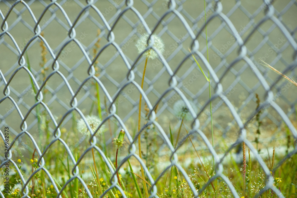 Fototapeta premium フェンス越しのタンポポ
