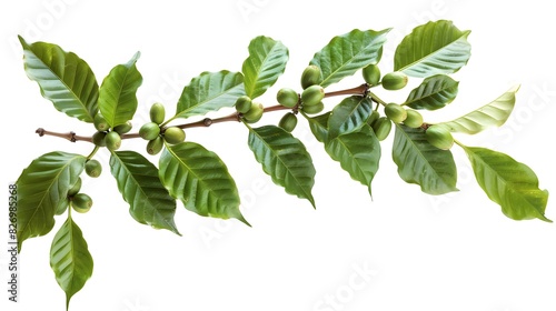 Coffee tree branch with green leaves