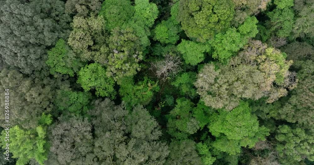 Lush green jungle with abundant trees, plants, and groundcover Lush green jungle with abundant trees, plants, and groundcover