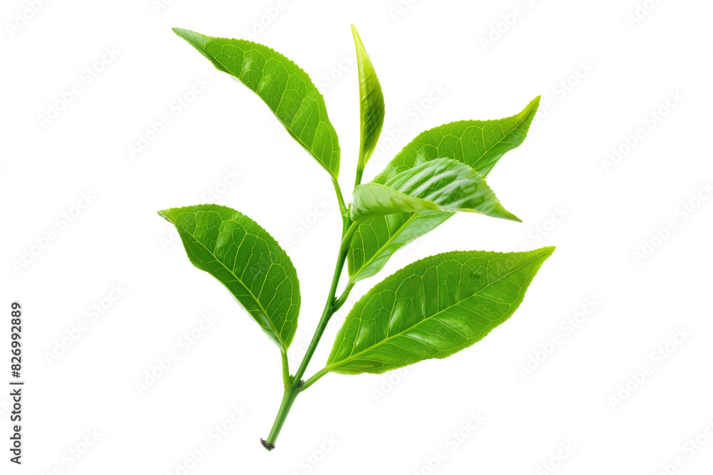 Green tea leaves isolated on white background Green tea leaves isolated on white background