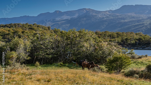 A herd of horses graze in a meadow by the lake. Yellowed grass in a clearing. Thickets of green forest on the hills. Mountains against the blue sky. Tierra del Fuego National Park. Argentina.Patagonia