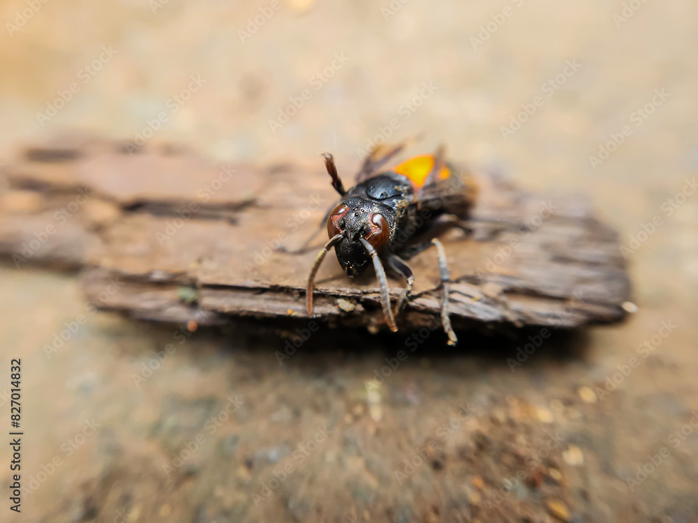 Photography of the Vespa Affinis or Big Banded Wasp. standing on wet wood Photography of the Vespa Affinis or Big Banded Wasp. standing on wet wood