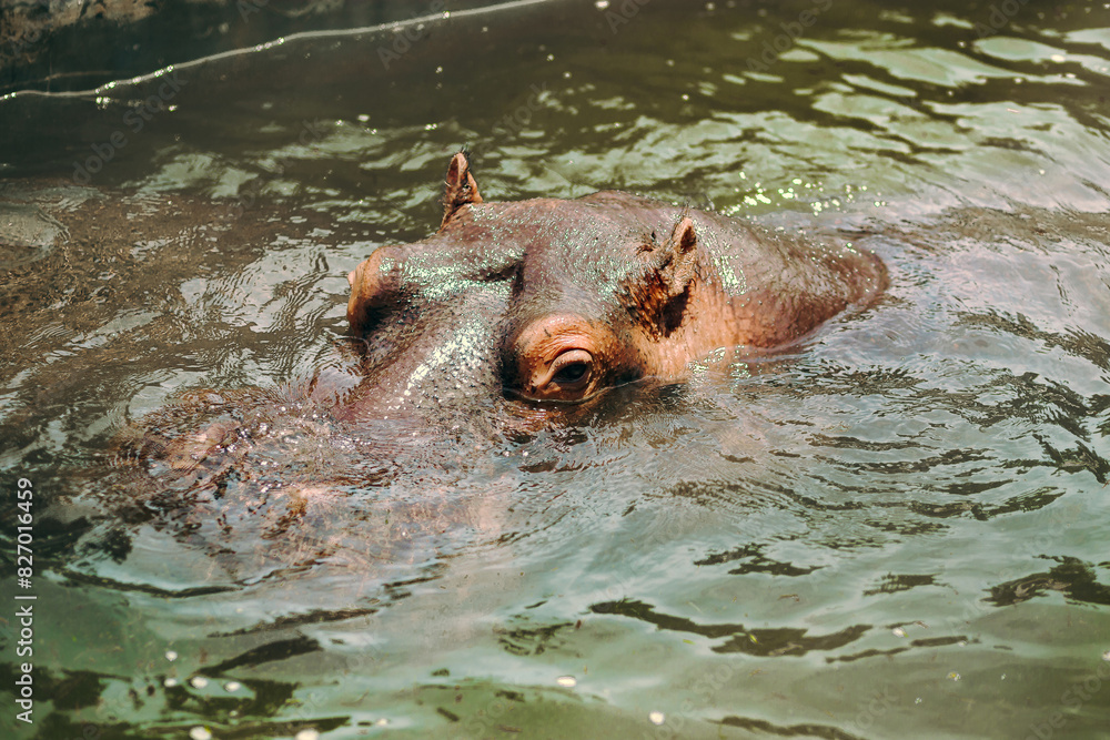 Fototapeta premium Close-Up Shot of Hippos in Water